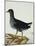 A Moorhen-Christopher Atkinson-Mounted Giclee Print