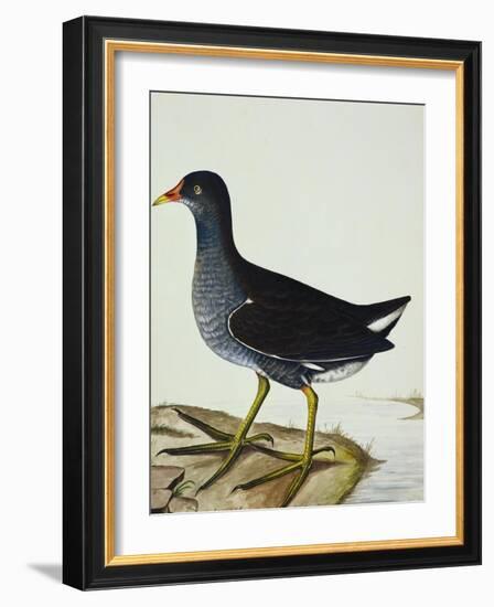 A Moorhen-Christopher Atkinson-Framed Giclee Print