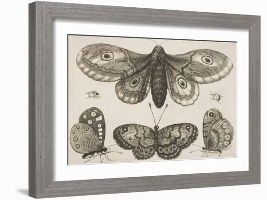 A Moth, Three Butterflies, and Two Beetles-Wenceslaus Hollar-Framed Giclee Print