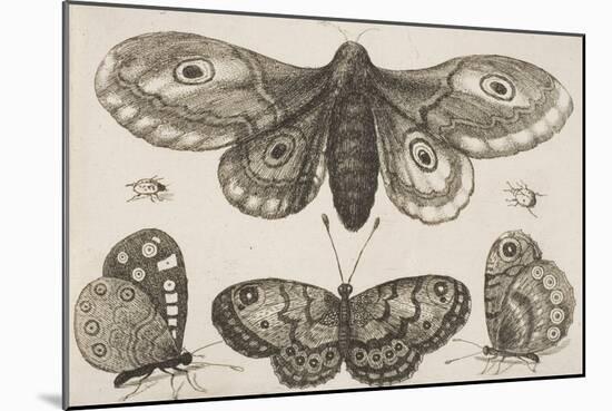 A Moth, Three Butterflies, and Two Beetles-Wenceslaus Hollar-Mounted Giclee Print