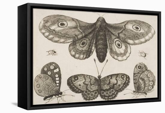 A Moth, Three Butterflies, and Two Beetles-Wenceslaus Hollar-Framed Premier Image Canvas