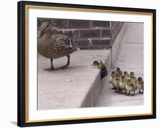 A Mother Duck, Left, Takes Her Ducklings for a Walk up a Flight of Cement Steps-null-Framed Photographic Print