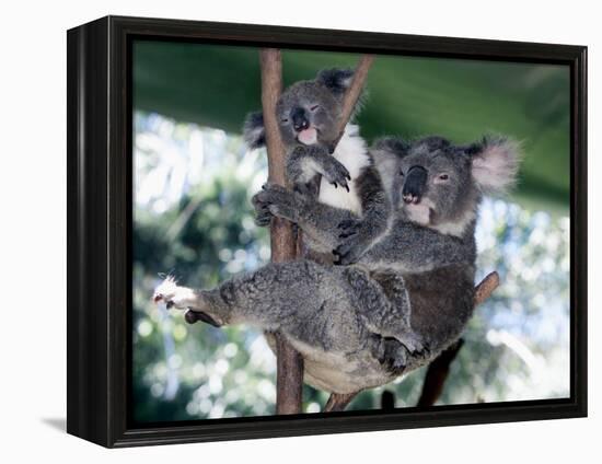 A Mother Koala Proudly Holds Her Ten-Month-Old Baby, Sydney, Australia, November 7, 2002-Russell Mcphedran-Framed Premier Image Canvas