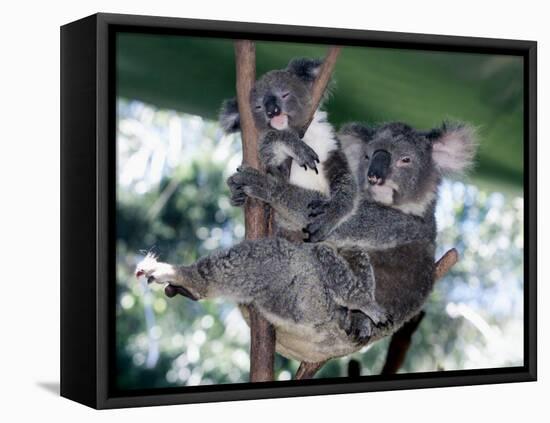 A Mother Koala Proudly Holds Her Ten-Month-Old Baby, Sydney, Australia, November 7, 2002-Russell Mcphedran-Framed Premier Image Canvas