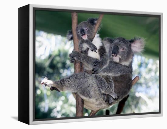 A Mother Koala Proudly Holds Her Ten-Month-Old Baby, Sydney, Australia, November 7, 2002-Russell Mcphedran-Framed Premier Image Canvas