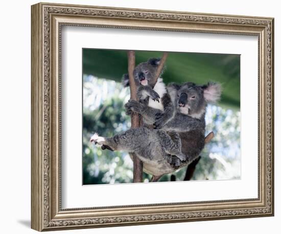 A Mother Koala Proudly Holds Her Ten-Month-Old Baby, Sydney, Australia, November 7, 2002-Russell Mcphedran-Framed Photographic Print