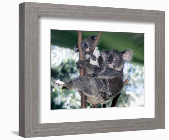 A Mother Koala Proudly Holds Her Ten-Month-Old Baby, Sydney, Australia, November 7, 2002-Russell Mcphedran-Framed Photographic Print