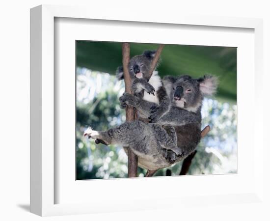 A Mother Koala Proudly Holds Her Ten-Month-Old Baby, Sydney, Australia, November 7, 2002-Russell Mcphedran-Framed Photographic Print