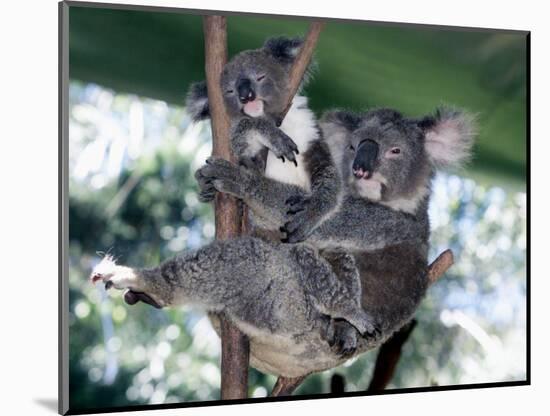 A Mother Koala Proudly Holds Her Ten-Month-Old Baby, Sydney, Australia, November 7, 2002-Russell Mcphedran-Mounted Photographic Print