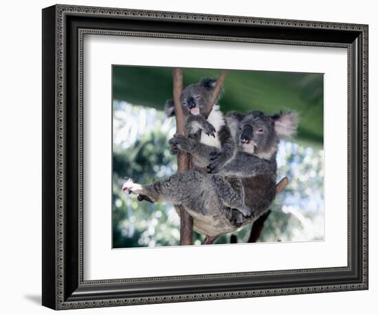 A Mother Koala Proudly Holds Her Ten-Month-Old Baby, Sydney, Australia, November 7, 2002-Russell Mcphedran-Framed Photographic Print
