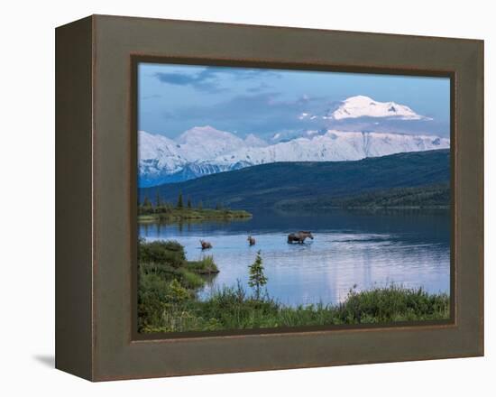 A Mother Moose Feeding in Wonder Lake-Howard Newcomb-Framed Premier Image Canvas