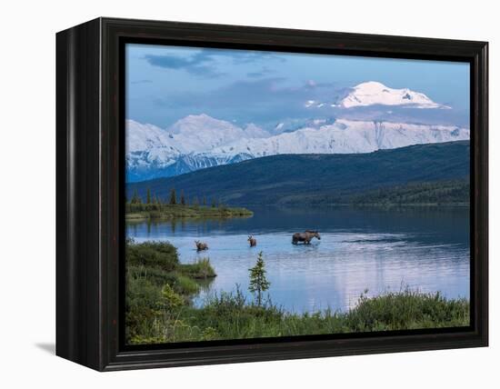 A Mother Moose Feeding in Wonder Lake-Howard Newcomb-Framed Premier Image Canvas