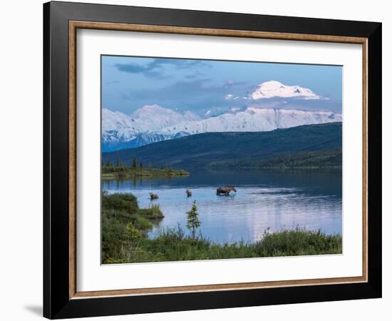 A Mother Moose Feeding in Wonder Lake-Howard Newcomb-Framed Photographic Print