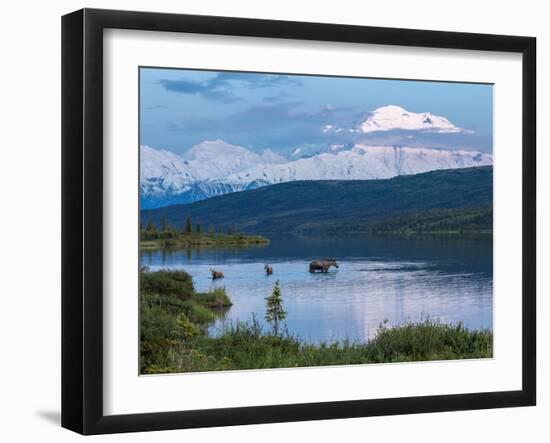 A Mother Moose Feeding in Wonder Lake-Howard Newcomb-Framed Photographic Print