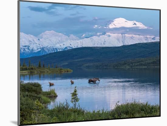 A Mother Moose Feeding in Wonder Lake-Howard Newcomb-Mounted Photographic Print