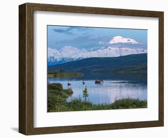 A Mother Moose Feeding in Wonder Lake-Howard Newcomb-Framed Photographic Print