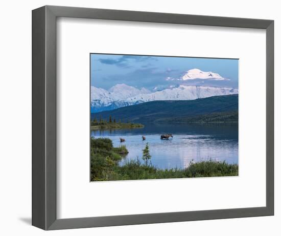 A Mother Moose Feeding in Wonder Lake-Howard Newcomb-Framed Photographic Print