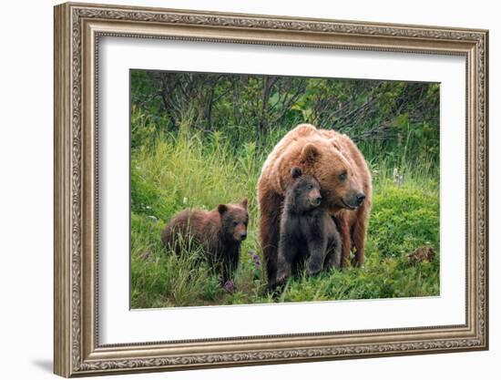 A Mother’s Love (Brown Bear and Cubs)-Art Wolfe-Framed Giclee Print