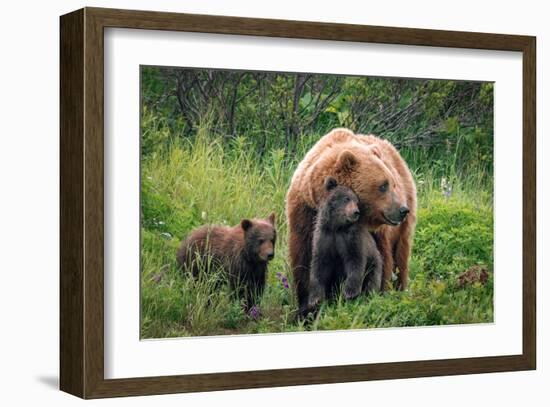 A Mother’s Love (Brown Bear and Cubs)-Art Wolfe-Framed Giclee Print