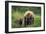 A Mother’s Love (Brown Bear and Cubs)-Art Wolfe-Framed Giclee Print