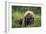 A Mother’s Love (Brown Bear and Cubs)-Art Wolfe-Framed Giclee Print