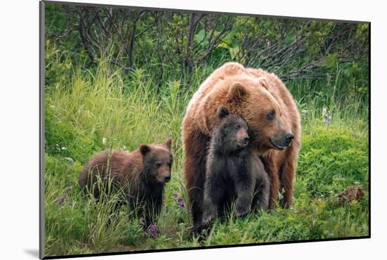 A Mother’s Love (Brown Bear and Cubs)-Art Wolfe-Mounted Giclee Print