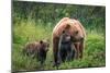 A Mother’s Love (Brown Bear and Cubs)-Art Wolfe-Mounted Giclee Print