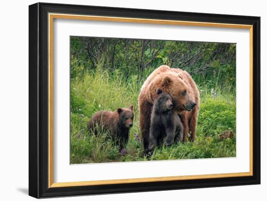 A Mother’s Love (Brown Bear and Cubs)-Art Wolfe-Framed Giclee Print