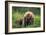 A Mother’s Love (Brown Bear and Cubs)-Art Wolfe-Framed Giclee Print