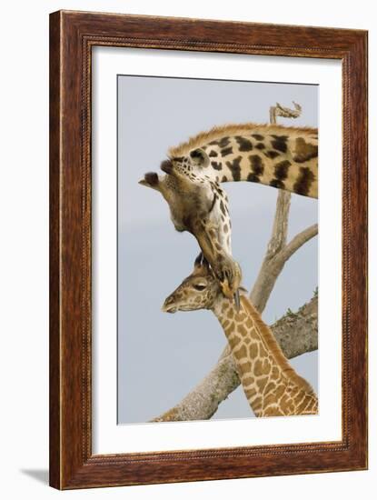 A Mother's Touch-Susann Parker-Framed Photographic Print