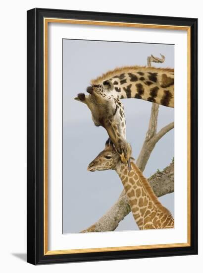 A Mother's Touch-Susann Parker-Framed Photographic Print