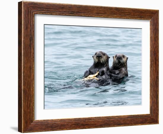 A mother sea otter (Enhydra lutris) eating a Dungeness crab with her pup in the Inian Islands-Michael Nolan-Framed Photographic Print
