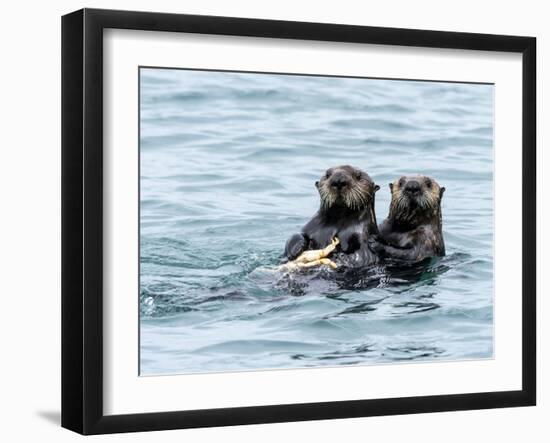 A mother sea otter (Enhydra lutris) eating a Dungeness crab with her pup in the Inian Islands-Michael Nolan-Framed Photographic Print