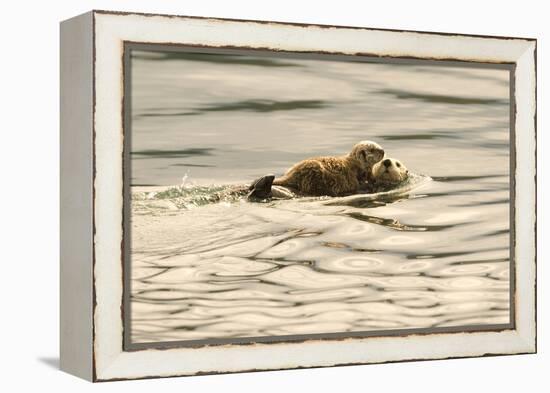 A Mother Sea Otter Swims on Her Back as Her Baby Rests on Her Stomach in Alaskan Waters-John Alves-Framed Premier Image Canvas