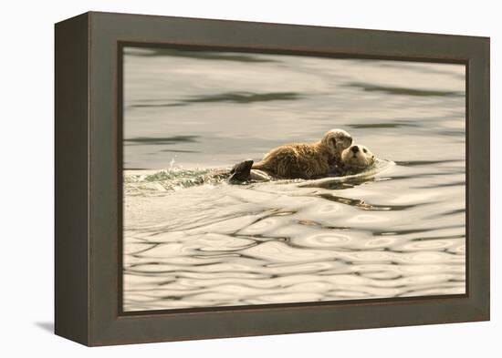 A Mother Sea Otter Swims on Her Back as Her Baby Rests on Her Stomach in Alaskan Waters-John Alves-Framed Premier Image Canvas