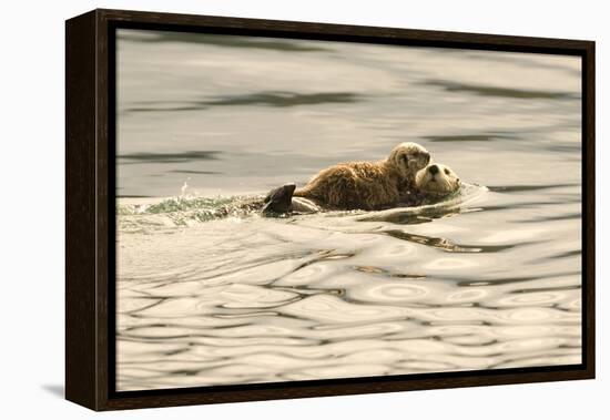 A Mother Sea Otter Swims on Her Back as Her Baby Rests on Her Stomach in Alaskan Waters-John Alves-Framed Premier Image Canvas