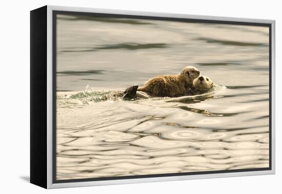 A Mother Sea Otter Swims on Her Back as Her Baby Rests on Her Stomach in Alaskan Waters-John Alves-Framed Premier Image Canvas