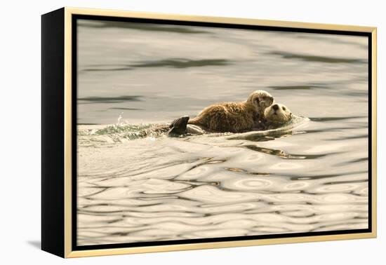 A Mother Sea Otter Swims on Her Back as Her Baby Rests on Her Stomach in Alaskan Waters-John Alves-Framed Premier Image Canvas