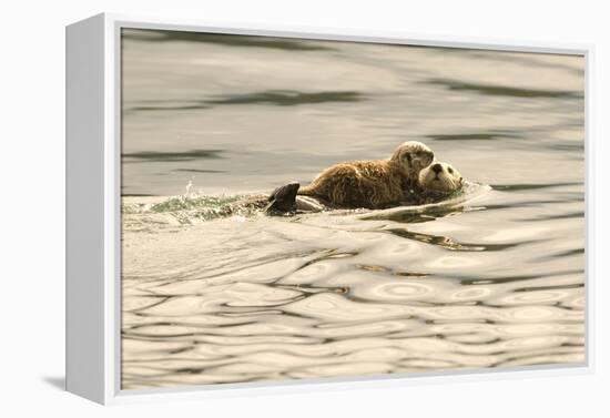 A Mother Sea Otter Swims on Her Back as Her Baby Rests on Her Stomach in Alaskan Waters-John Alves-Framed Premier Image Canvas