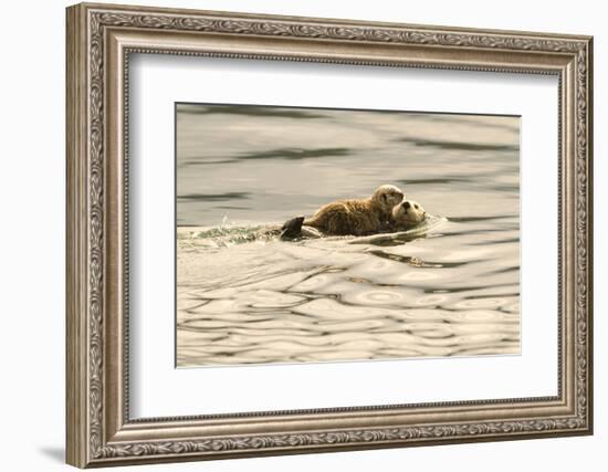 A Mother Sea Otter Swims on Her Back as Her Baby Rests on Her Stomach in Alaskan Waters-John Alves-Framed Photographic Print