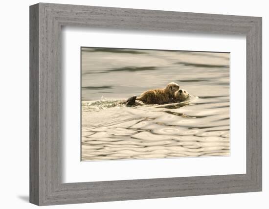 A Mother Sea Otter Swims on Her Back as Her Baby Rests on Her Stomach in Alaskan Waters-John Alves-Framed Photographic Print