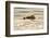 A Mother Sea Otter Swims on Her Back as Her Baby Rests on Her Stomach in Alaskan Waters-John Alves-Framed Photographic Print