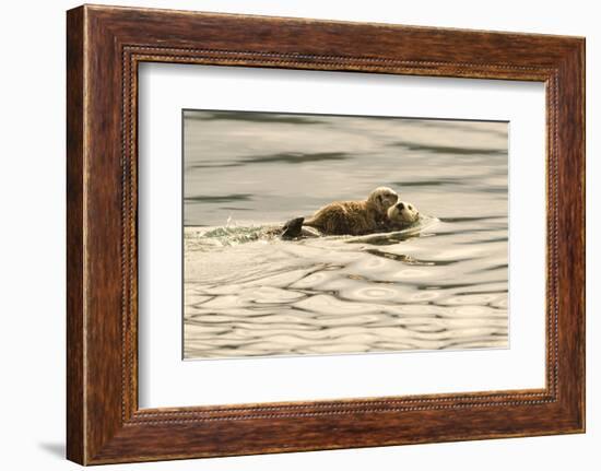 A Mother Sea Otter Swims on Her Back as Her Baby Rests on Her Stomach in Alaskan Waters-John Alves-Framed Photographic Print