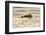 A Mother Sea Otter Swims on Her Back as Her Baby Rests on Her Stomach in Alaskan Waters-John Alves-Framed Photographic Print