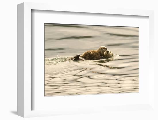 A Mother Sea Otter Swims on Her Back as Her Baby Rests on Her Stomach in Alaskan Waters-John Alves-Framed Photographic Print