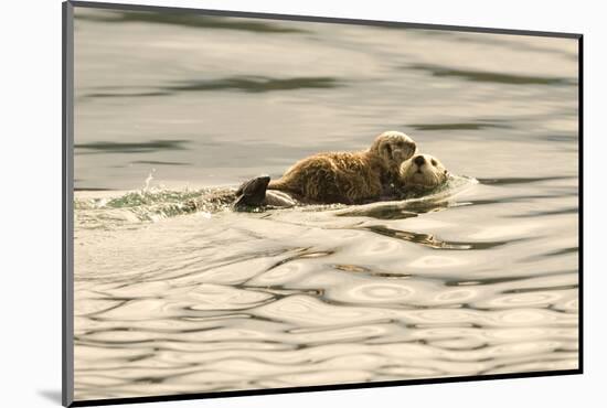 A Mother Sea Otter Swims on Her Back as Her Baby Rests on Her Stomach in Alaskan Waters-John Alves-Mounted Photographic Print