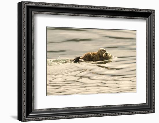 A Mother Sea Otter Swims on Her Back as Her Baby Rests on Her Stomach in Alaskan Waters-John Alves-Framed Photographic Print