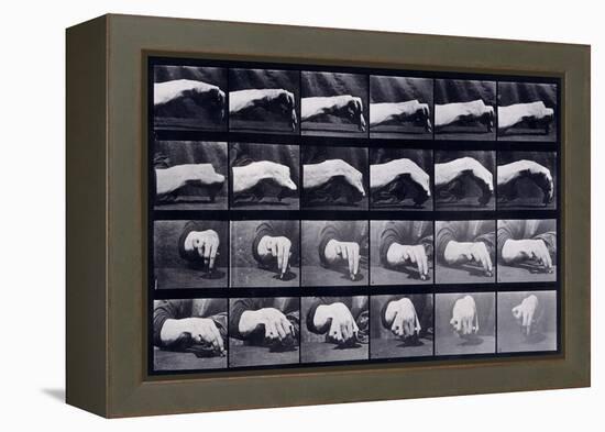 A Motion Study of a Hand, C.1872-1885-Eadweard Muybridge-Framed Premier Image Canvas