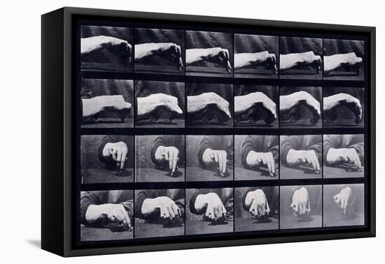 A Motion Study of a Hand, C.1872-1885-Eadweard Muybridge-Framed Premier Image Canvas