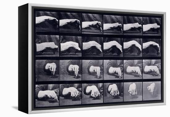 A Motion Study of a Hand, C.1872-1885-Eadweard Muybridge-Framed Premier Image Canvas